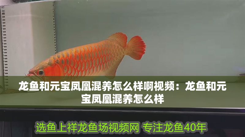龍魚和元寶鳳凰混養怎么樣啊視頻：龍魚和元寶鳳凰混養怎么樣