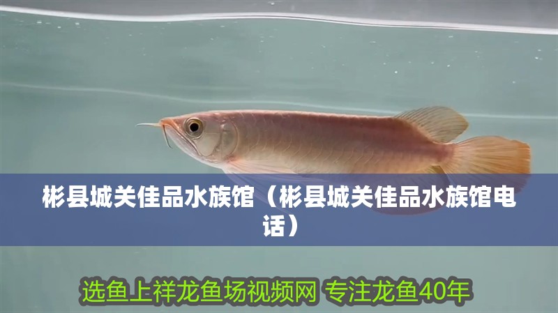 彬縣城關(guān)佳品水族館（彬縣城關(guān)佳品水族館電話）
