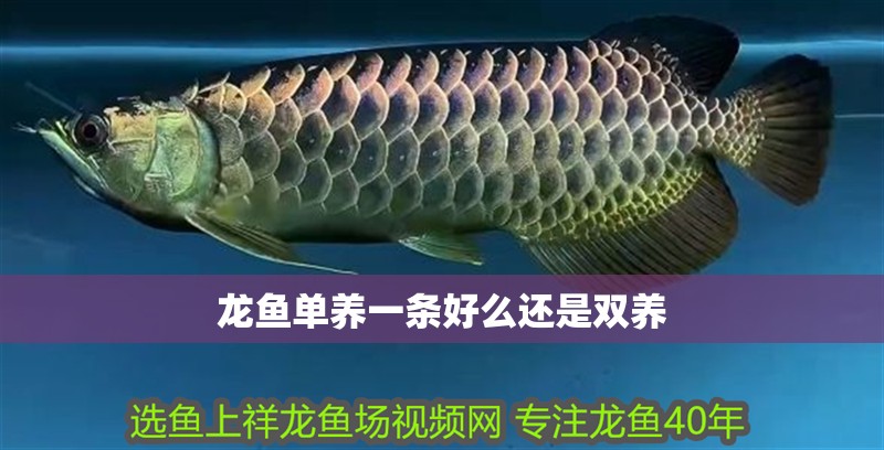 龍魚單養一條好么還是雙養