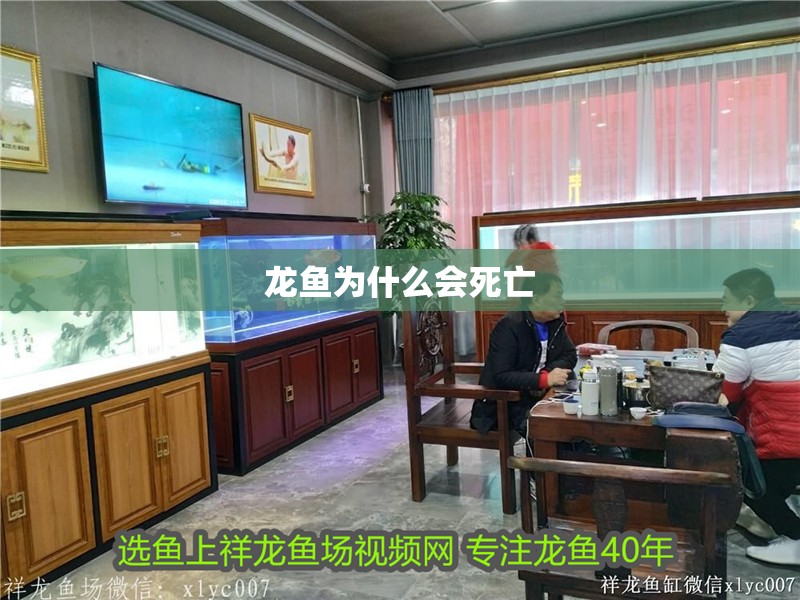 龍魚為什么會死亡
