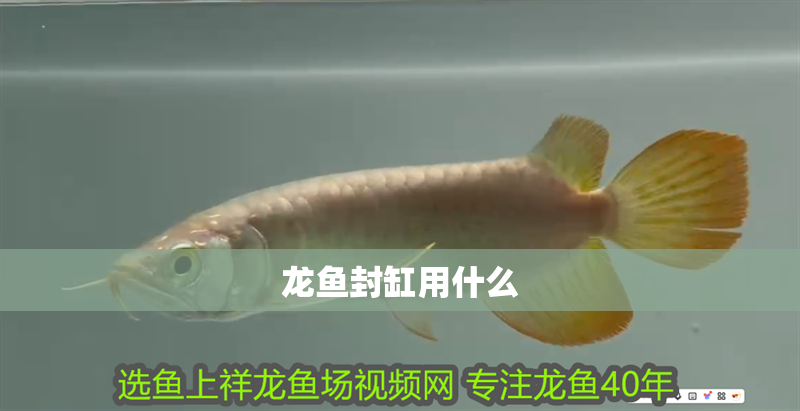 龍魚封缸用什么