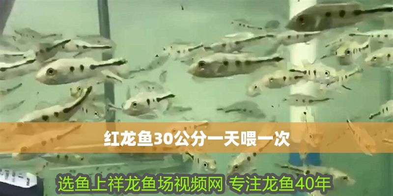 紅龍魚30公分一天喂一次