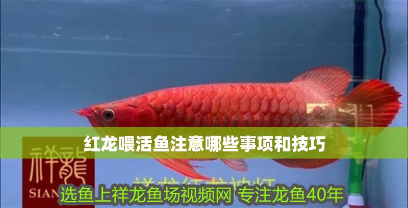 紅龍喂活魚注意哪些事項和技巧