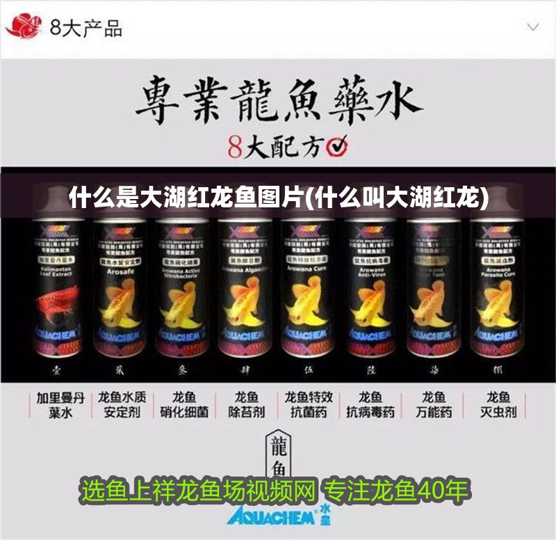 什么是大湖紅龍魚圖片(什么叫大湖紅龍)