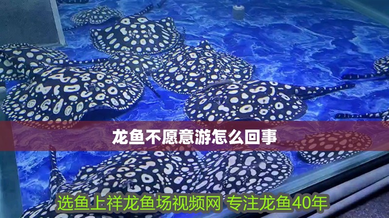 龍魚不愿意游怎么回事