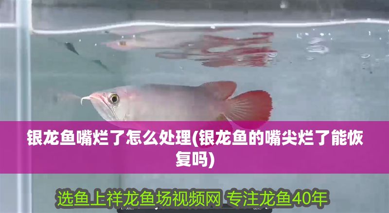 銀龍魚嘴爛了怎么處理(銀龍魚的嘴尖爛了能恢復嗎)