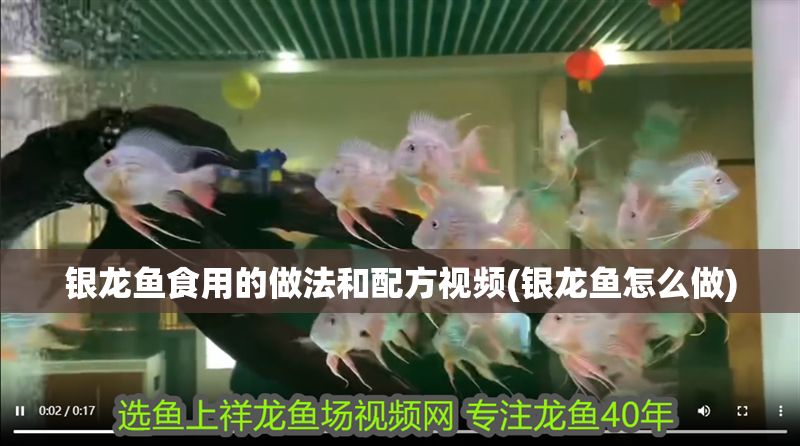 銀龍魚食用的做法和配方視頻(銀龍魚怎么做)