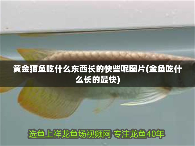 黃金貓魚吃什么東西長的快些呢圖片(金魚吃什么長的最快)