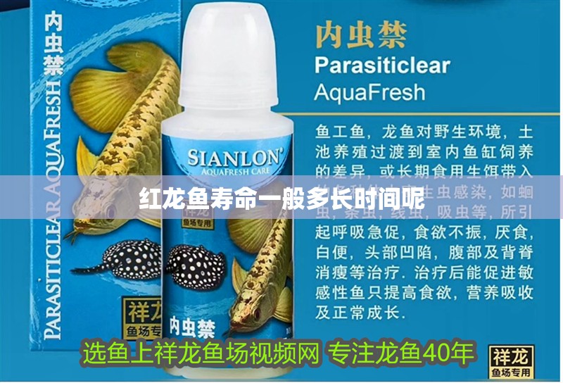 紅龍魚壽命一般多長時間呢