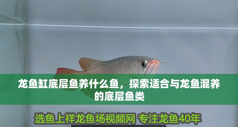 龍魚缸底層魚養(yǎng)什么魚，探索適合與龍魚混養(yǎng)的底層魚類