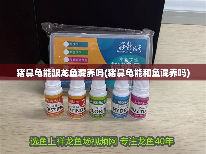 豬鼻龜能跟龍魚混養(yǎng)嗎(豬鼻龜能和魚混養(yǎng)嗎)