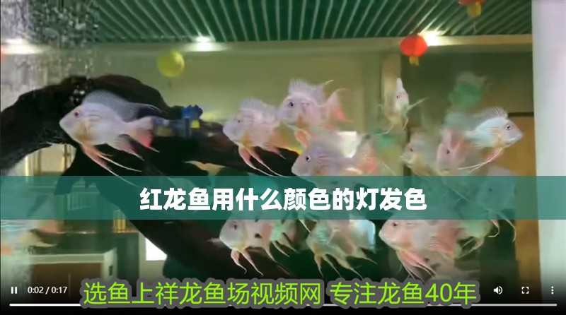 紅龍魚用什么顏色的燈發色
