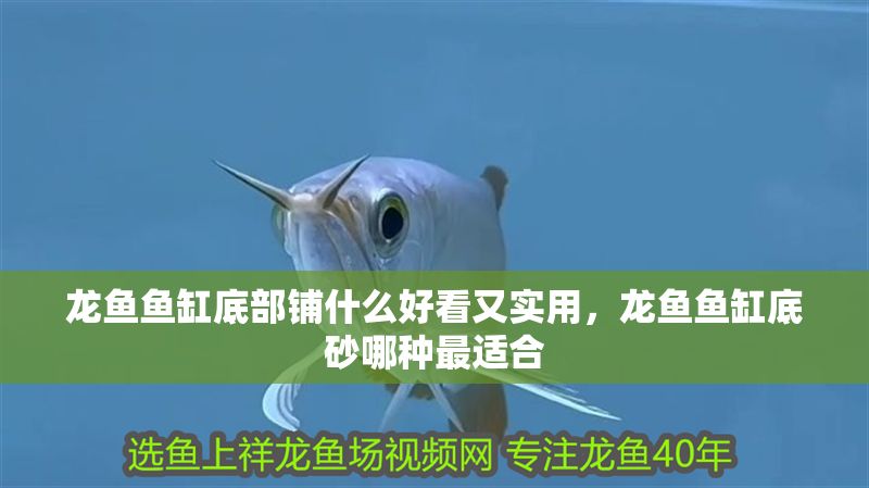龍魚魚缸底部鋪什么好看又實用，龍魚魚缸底砂哪種最適合