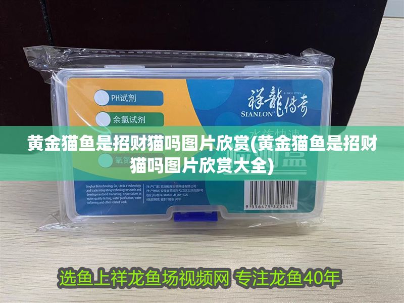 黃金貓魚是招財(cái)貓嗎圖片欣賞(黃金貓魚是招財(cái)貓嗎圖片欣賞大全)