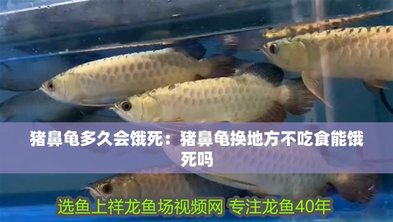 豬鼻龜多久會餓死：豬鼻龜換地方不吃食能餓死嗎