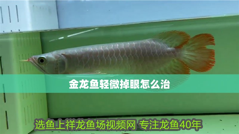 金龍魚輕微掉眼怎么治 金龍魚輕微掉眼怎么治 龍魚百科 第4張