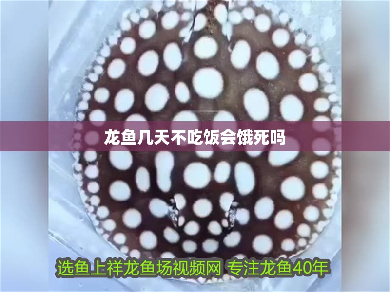 龍魚幾天不吃飯會餓死嗎