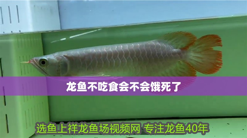 龍魚不吃食會不會餓死了