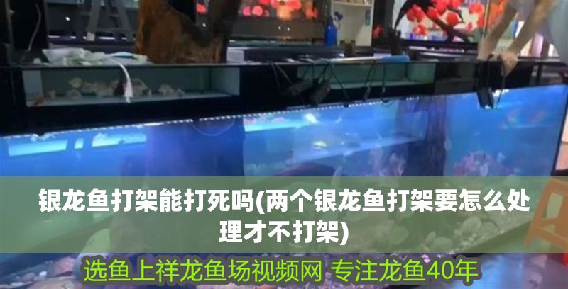 銀龍魚打架能打死嗎(兩個(gè)銀龍魚打架要怎么處理才不打架)
