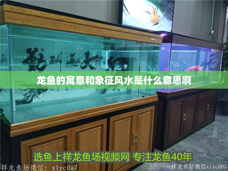 龍魚的寓意和象征風(fēng)水是什么意思啊 龍魚百科 第2張 龍魚的寓意和象征風(fēng)水是什么意思啊 龍魚的寓意和象征風(fēng)水是什么意思啊 龍魚百科 第2張