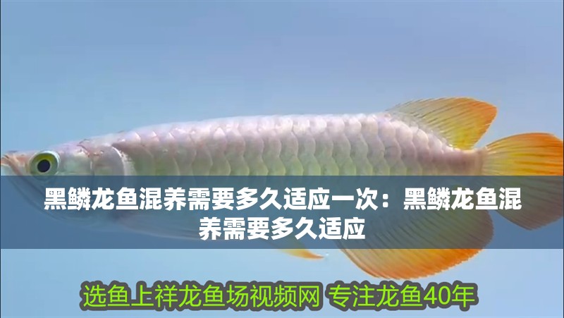 黑鱗龍魚混養(yǎng)需要多久適應一次：黑鱗龍魚混養(yǎng)需要多久適應