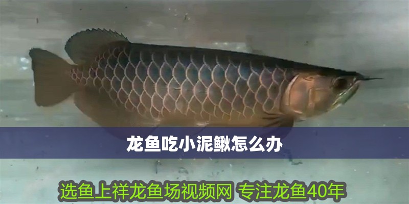 龍魚吃小泥鰍怎么辦