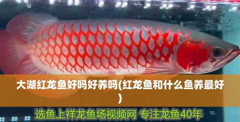 大湖紅龍魚好嗎好養嗎(紅龍魚和什么魚養最好)