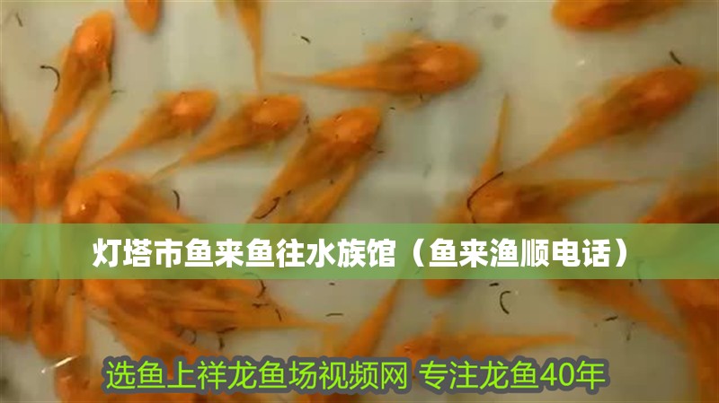 燈塔市魚(yú)來(lái)魚(yú)往水族館（魚(yú)來(lái)漁順電話）