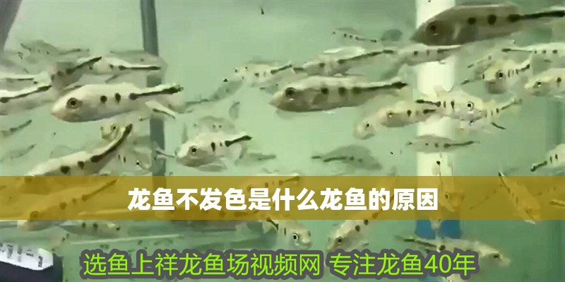 龍魚不發色是什么龍魚的原因