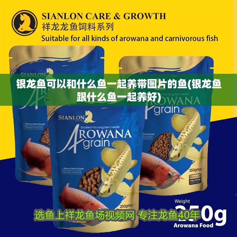 銀龍魚可以和什么魚一起養(yǎng)帶圖片的魚(銀龍魚跟什么魚一起養(yǎng)好)