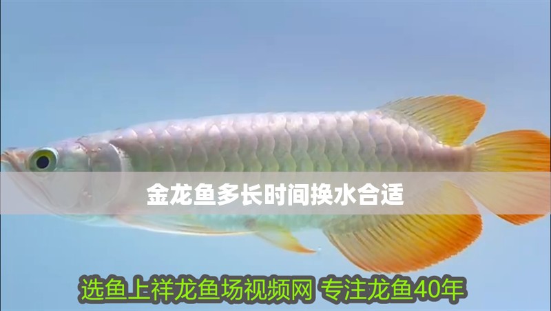 金龍魚多長時間換水合適