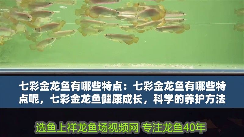 七彩金龍魚有哪些特點：七彩金龍魚有哪些特點呢，七彩金龍魚健康成長，科學的養護方法是關鍵，