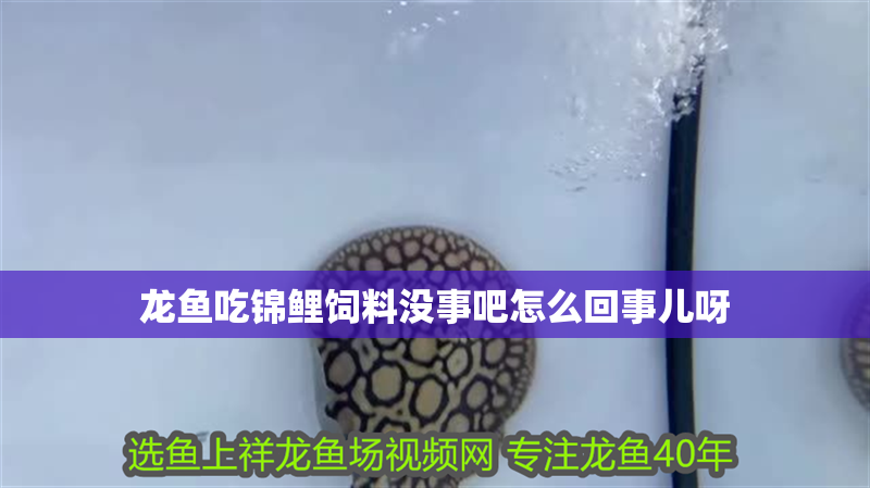 龍魚吃錦鯉飼料沒事吧怎么回事兒呀