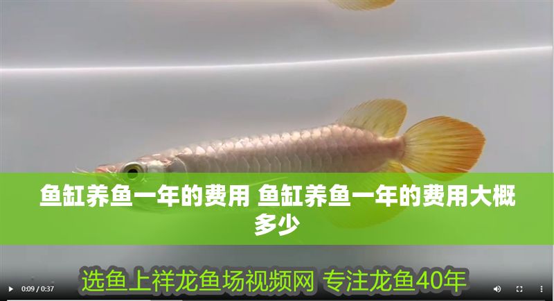 魚缸養(yǎng)魚一年的費用 魚缸養(yǎng)魚一年的費用大概多少