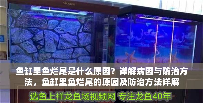 魚缸里魚爛尾是什么原因？詳解病因與防治方法，魚缸里魚爛尾的原因及防治方法詳解
