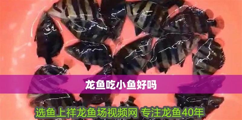 龍魚吃小魚好嗎