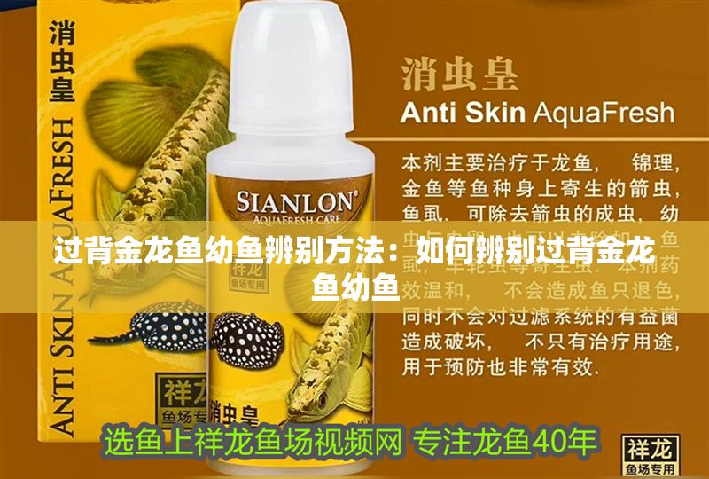 過背金龍魚幼魚辨別方法：如何辨別過背金龍魚幼魚
