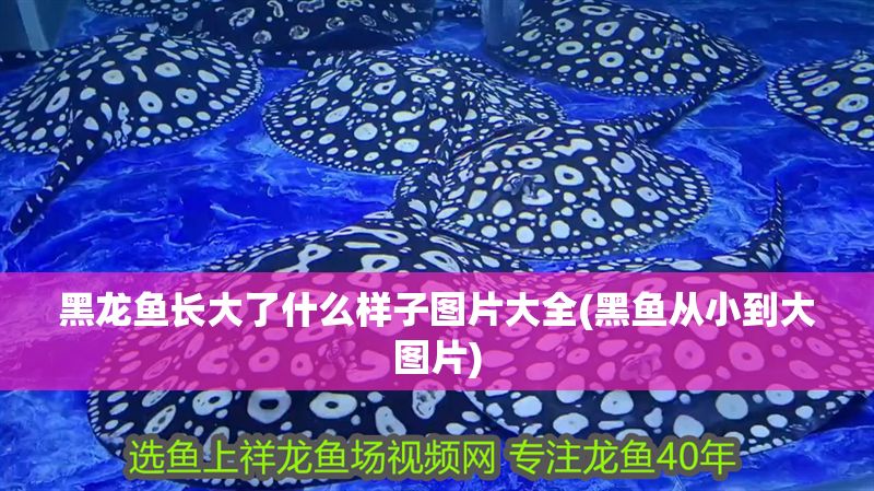 黑龍魚長大了什么樣子圖片大全(黑魚從小到大圖片)