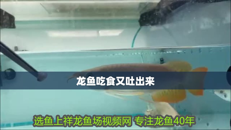 龍魚吃食又吐出來