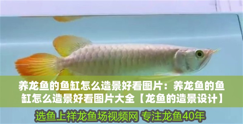 養(yǎng)龍魚的魚缸怎么造景好看圖片：養(yǎng)龍魚的魚缸怎么造景好看圖片大全【龍魚的造景設(shè)計】