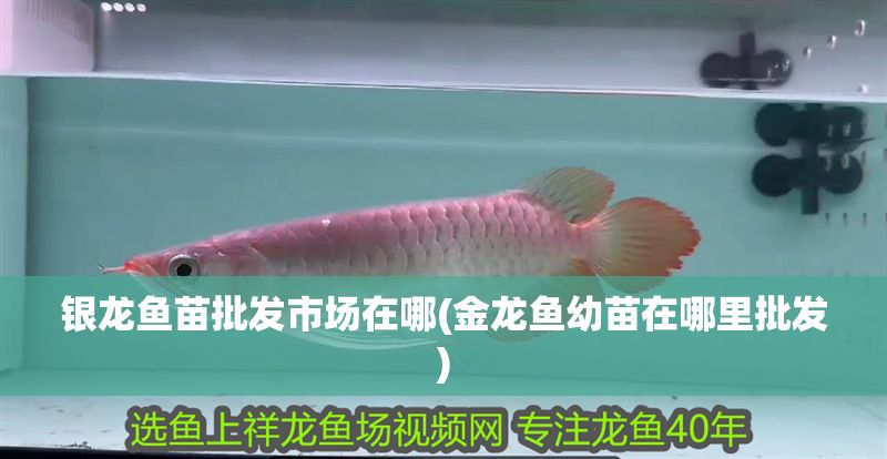 銀龍魚苗批發市場在哪(金龍魚幼苗在哪里批發)