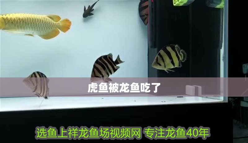 虎魚被龍魚吃了