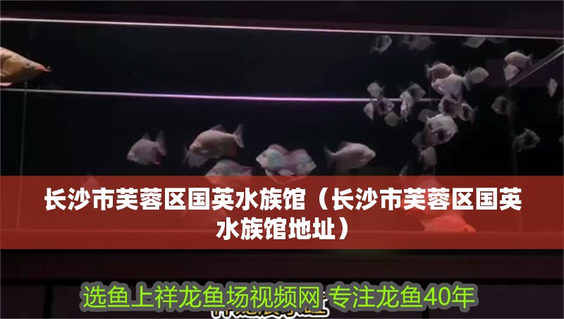 長沙市芙蓉區國英水族館（長沙市芙蓉區國英水族館地址）