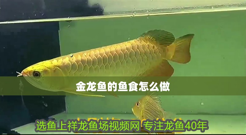 金龍魚的魚食怎么做
