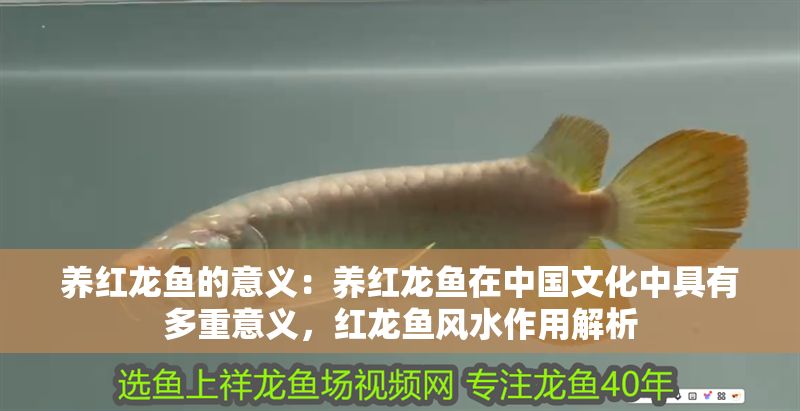 養(yǎng)紅龍魚(yú)的意義：養(yǎng)紅龍魚(yú)在中國(guó)文化中具有多重意義，紅龍魚(yú)風(fēng)水作用解析