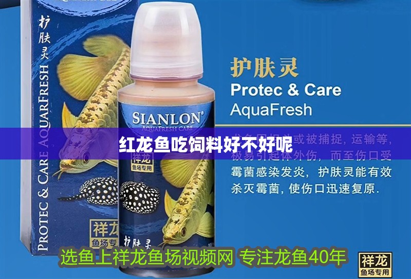 紅龍魚吃飼料好不好呢