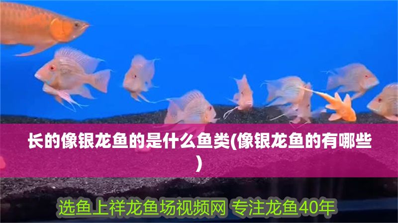 長的像銀龍魚的是什么魚類(像銀龍魚的有哪些)