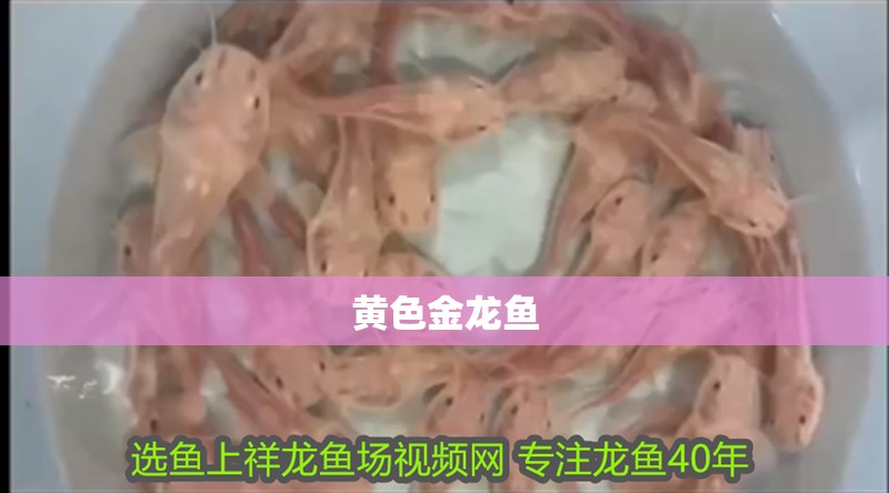 黃色金龍魚