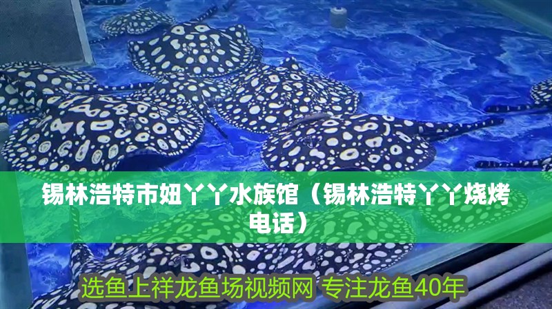 錫林浩特市妞丫丫水族館（錫林浩特丫丫燒烤電話）