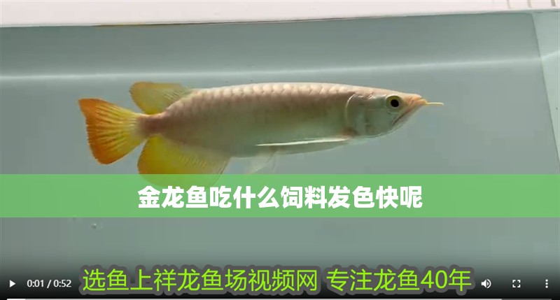 金龍魚吃什么飼料發色快呢